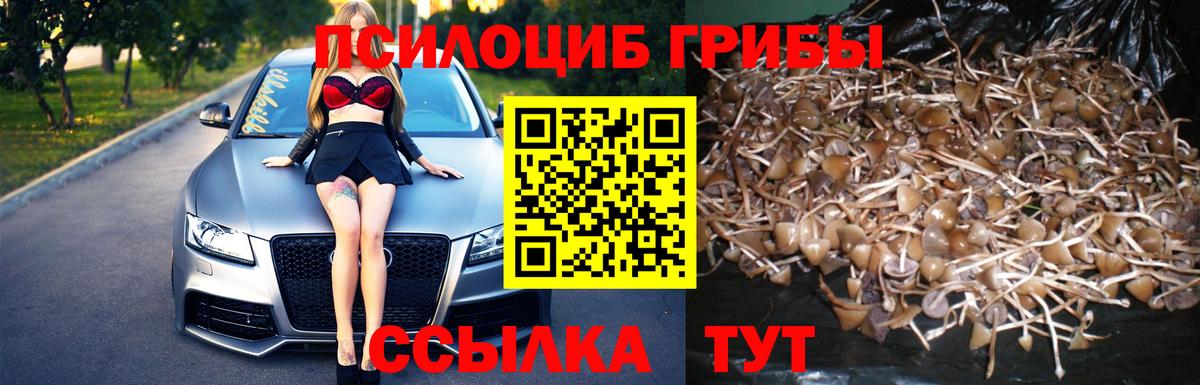 Псилоцибиновые грибы мицелий  Сосновый Бор 